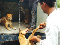 Cajoled or caressed?